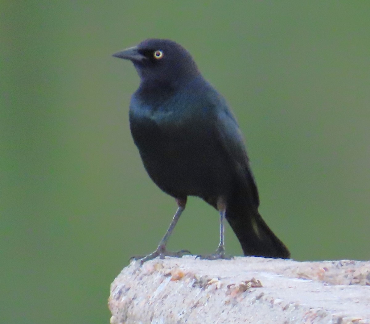 Brewer's Blackbird - ML620491390