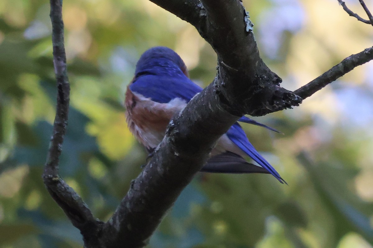 Eastern Bluebird - ML620491391