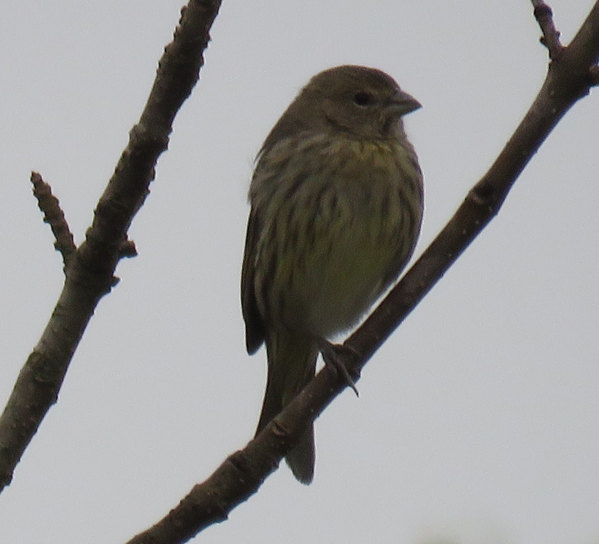 Saffron Finch - ML620491396