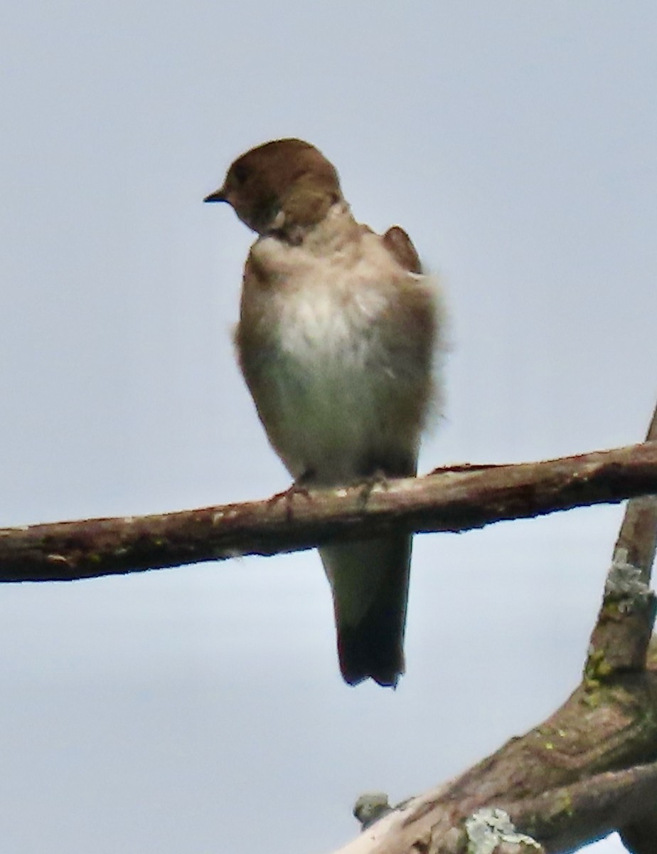 Northern Rough-winged Swallow - ML620491401