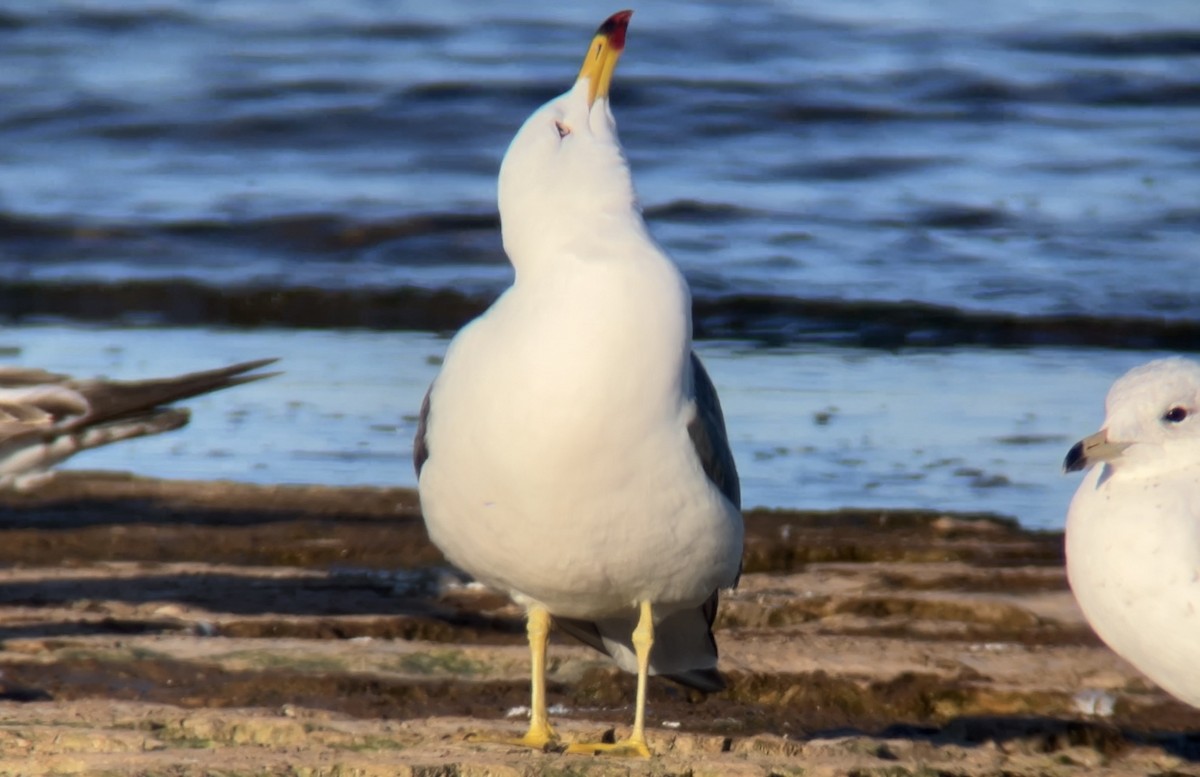 Black-tailed Gull - ML620491413