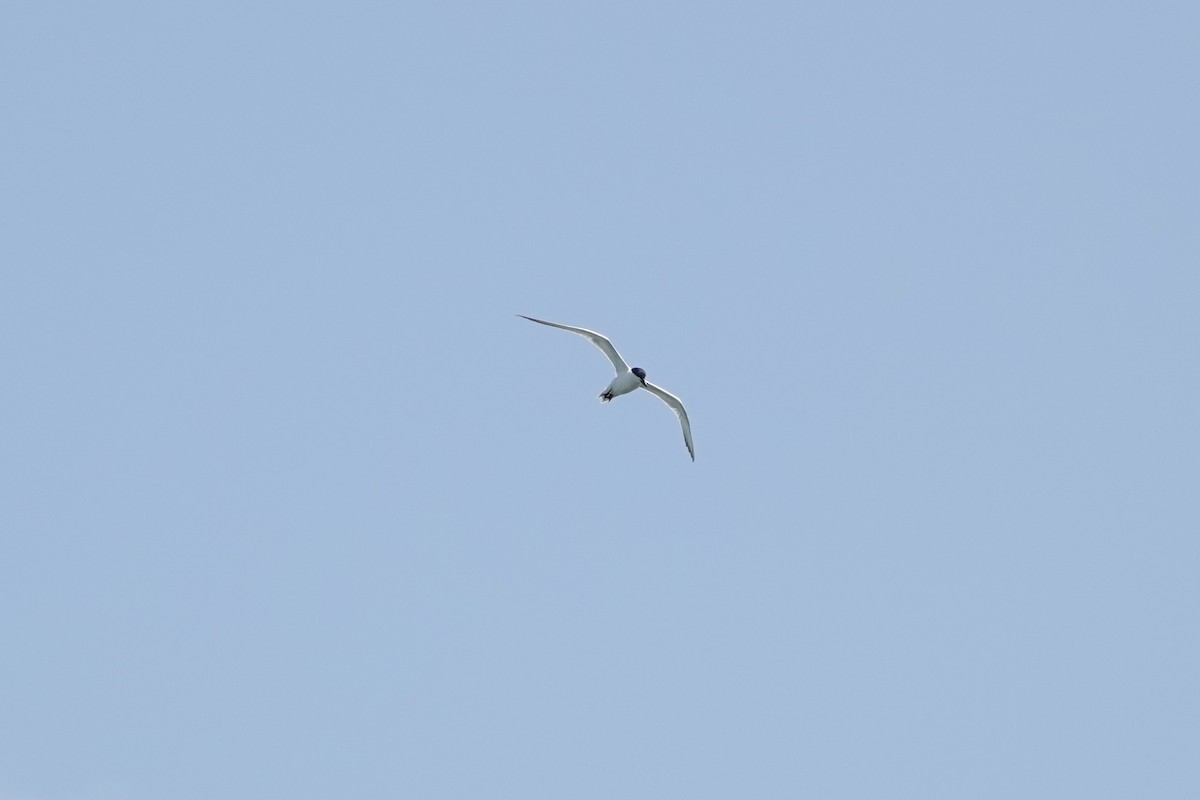 Gull-billed Tern - ML620491414