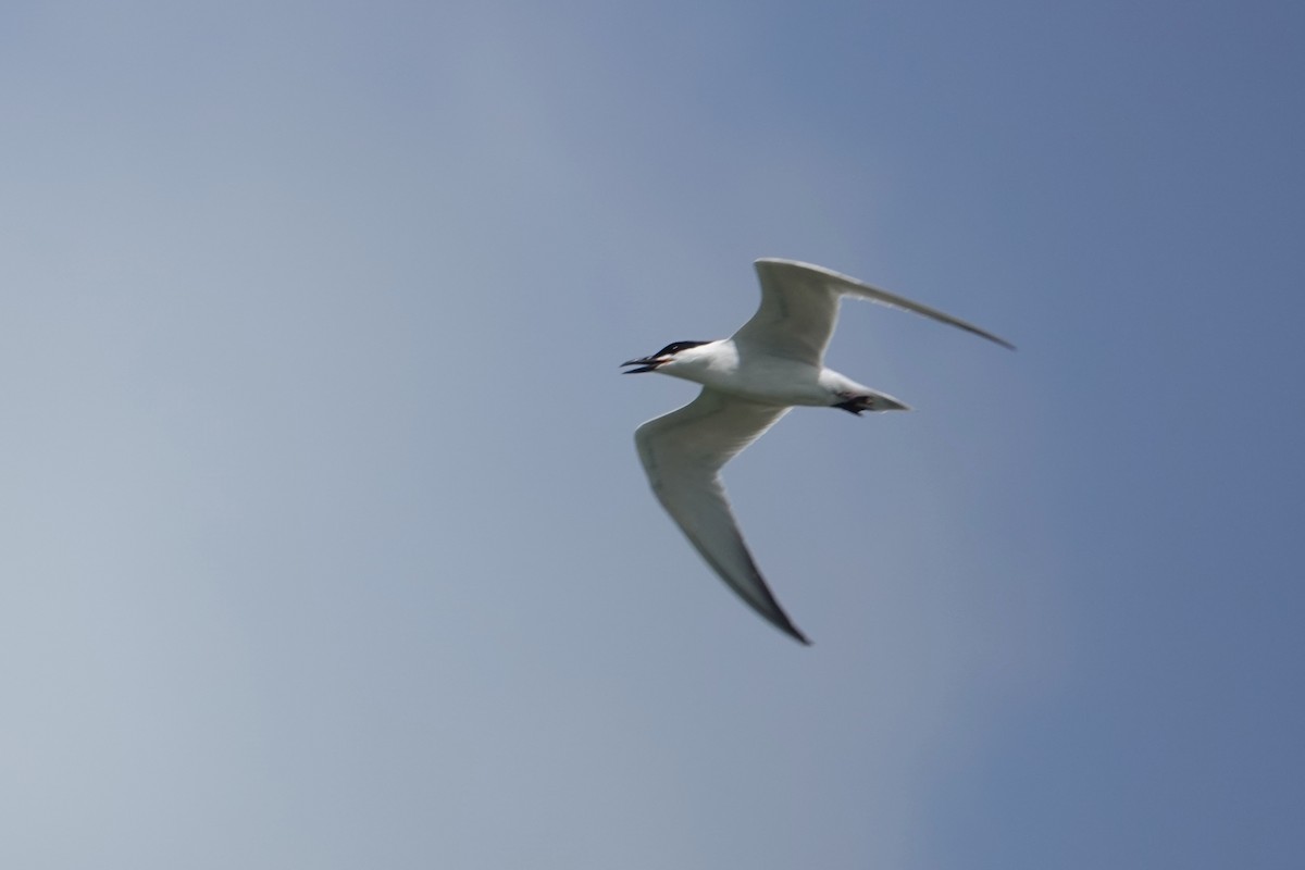 Gull-billed Tern - ML620491415