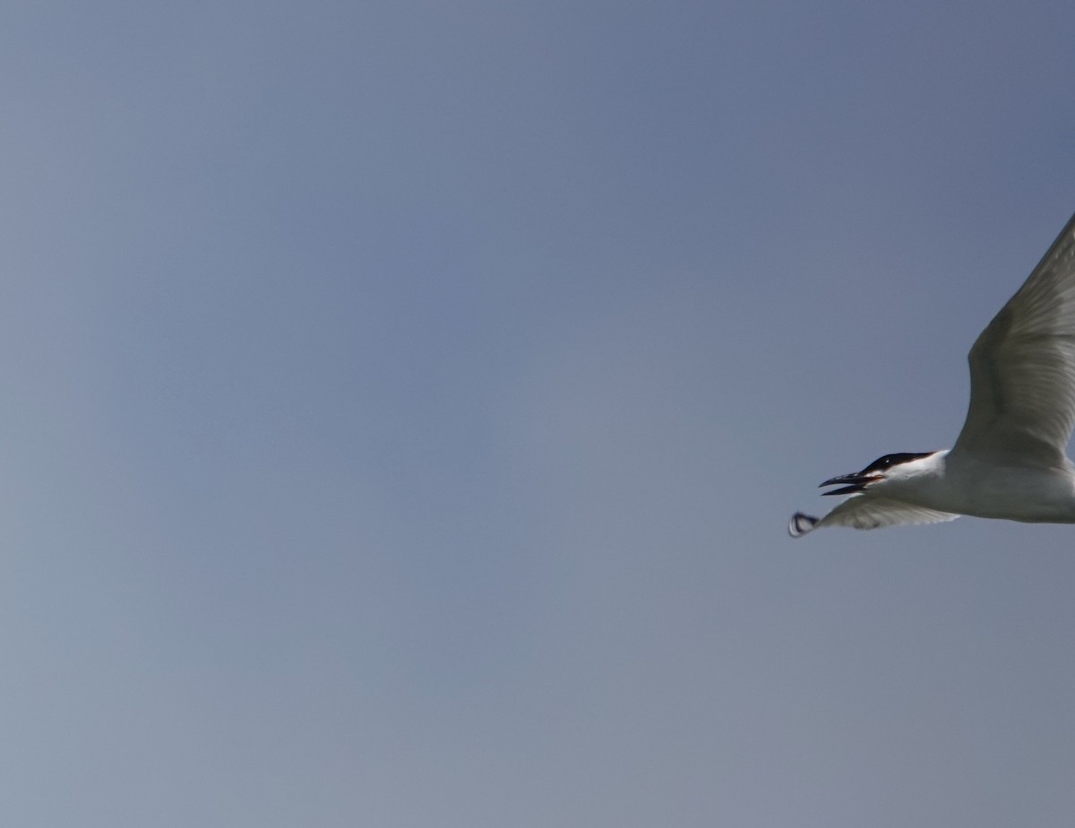 Gull-billed Tern - ML620491416