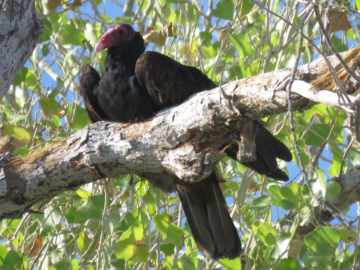 Turkey Vulture - ML620491417