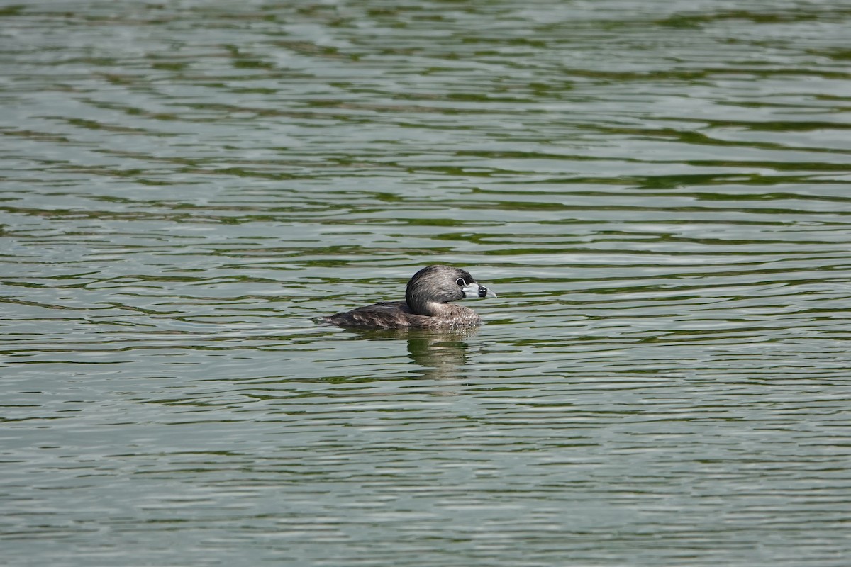 Grèbe à bec bigarré - ML620491421