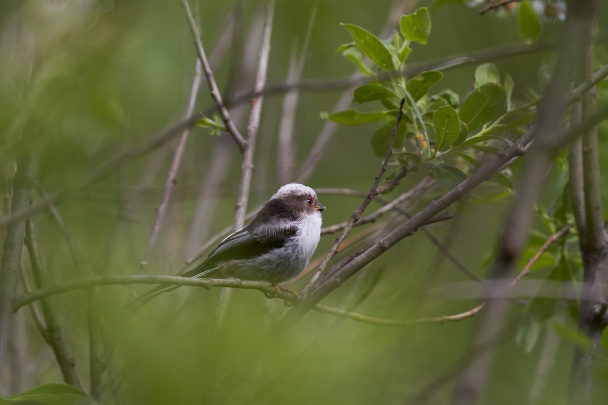 Long-tailed Tit - ML620491422