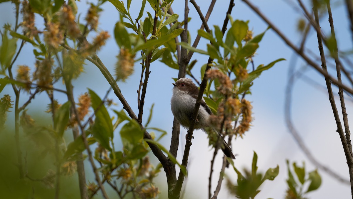 Long-tailed Tit - ML620491423