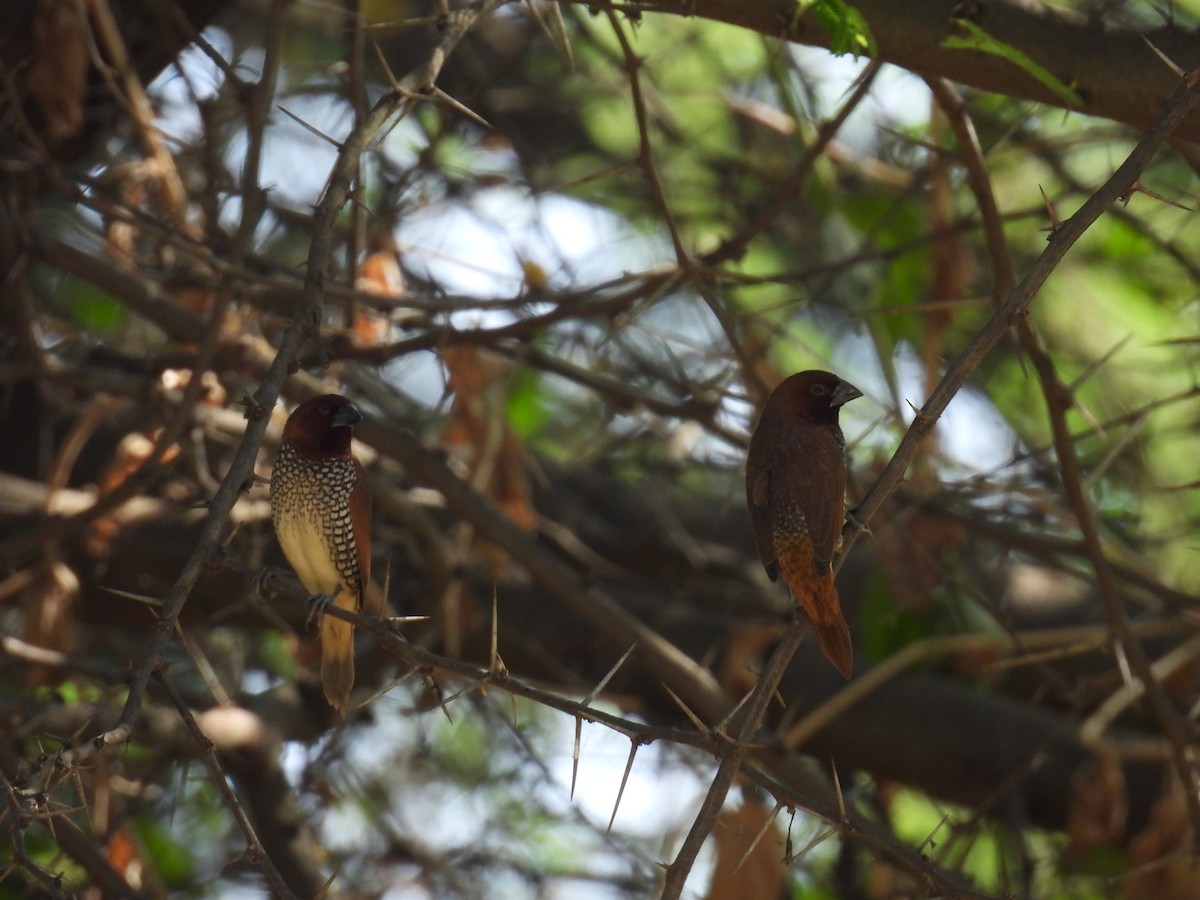 Scaly-breasted Munia - ML620491429