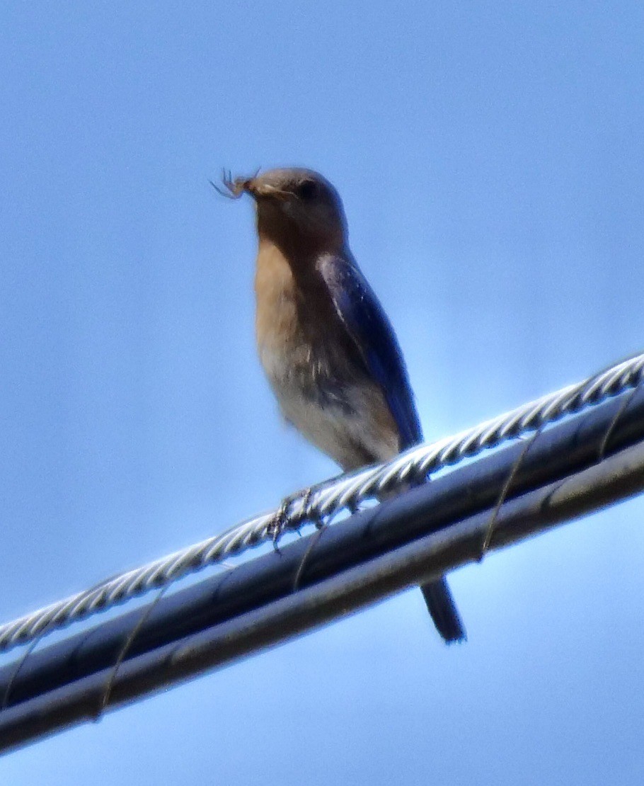 Eastern Bluebird - ML620491431