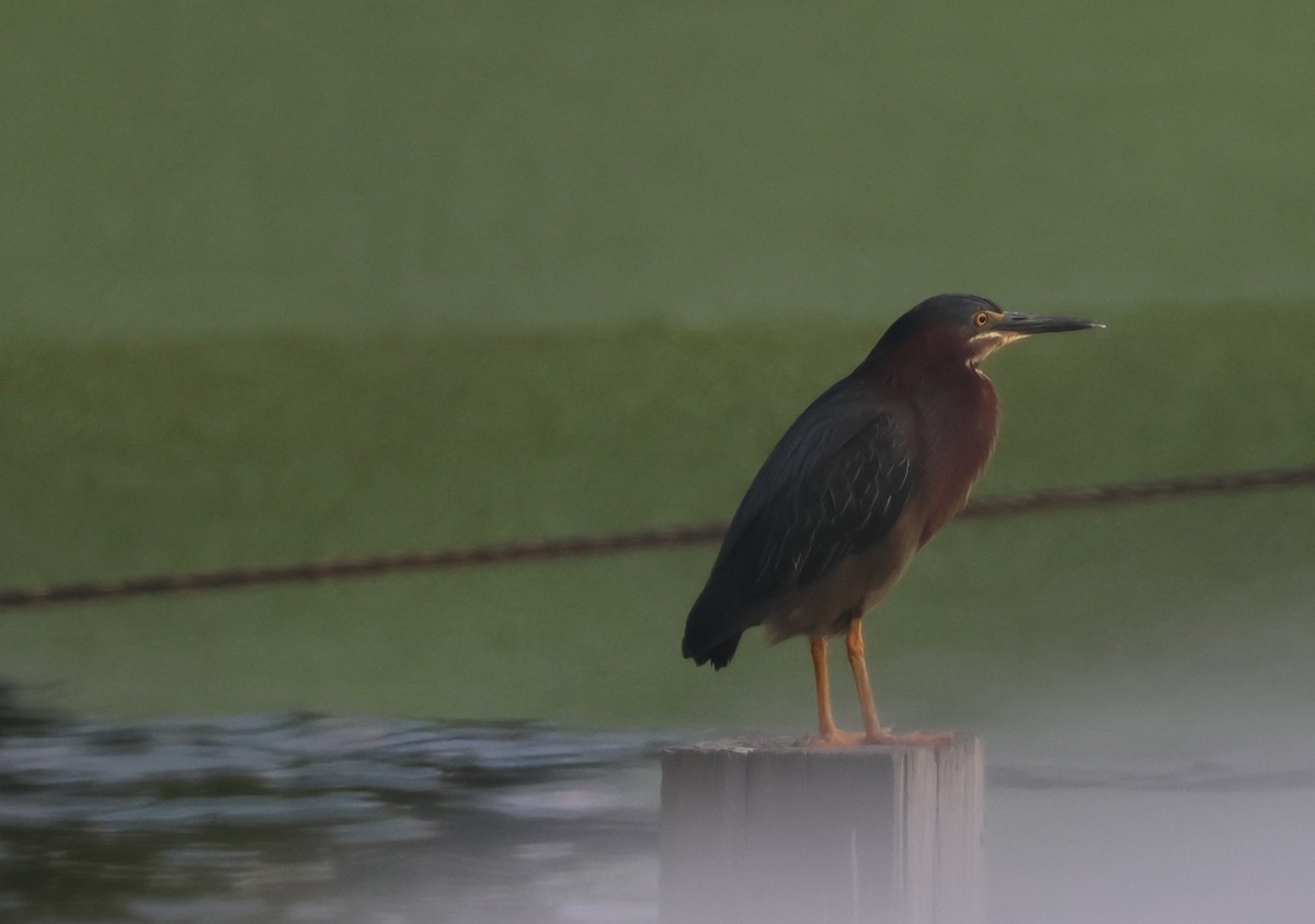 Green Heron - ML620491437