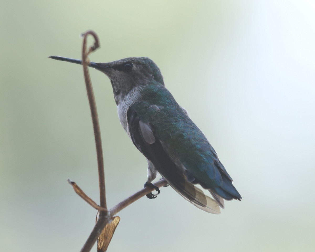 hummingbird sp. - ML620491441