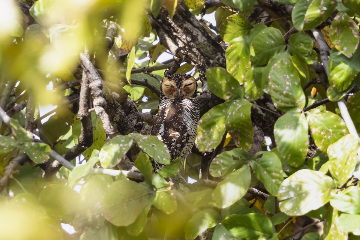 Spotted Wood-Owl - ML620491444