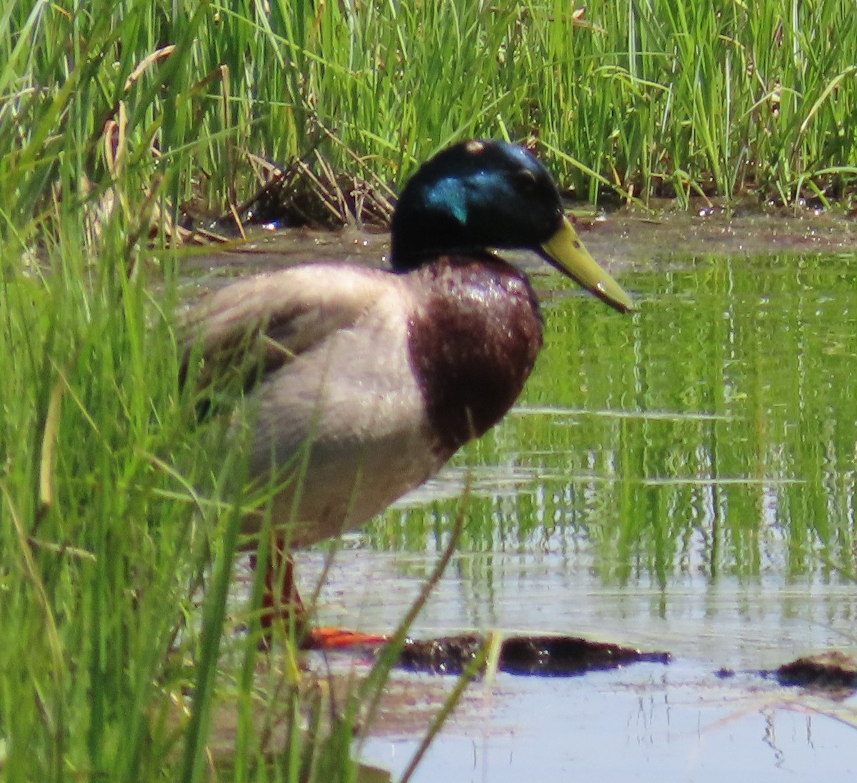 Mallard (Domestic type) - ML620491446