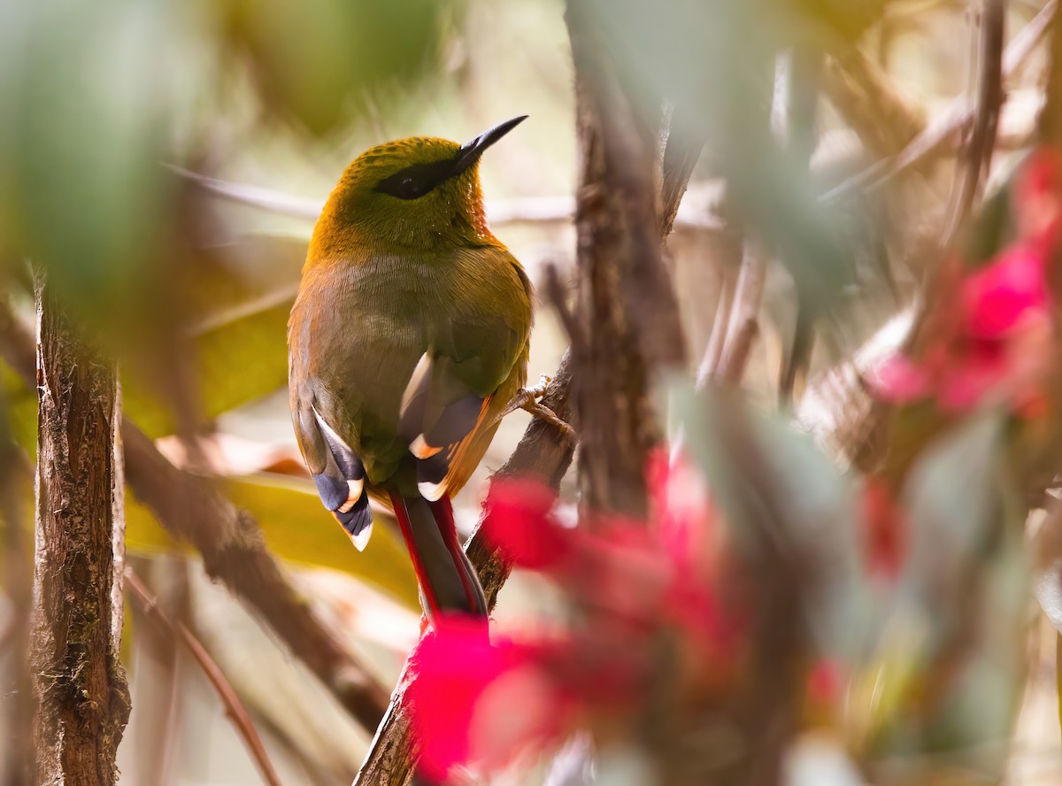 Fire-tailed Myzornis - Sathyan Meppayur