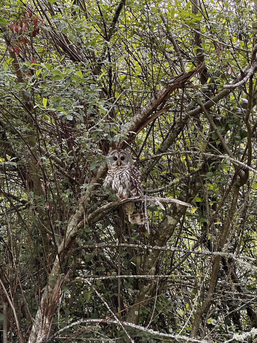 Barred Owl - ML620491454