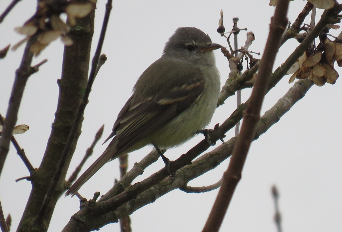 Euler's Flycatcher - ML620491456