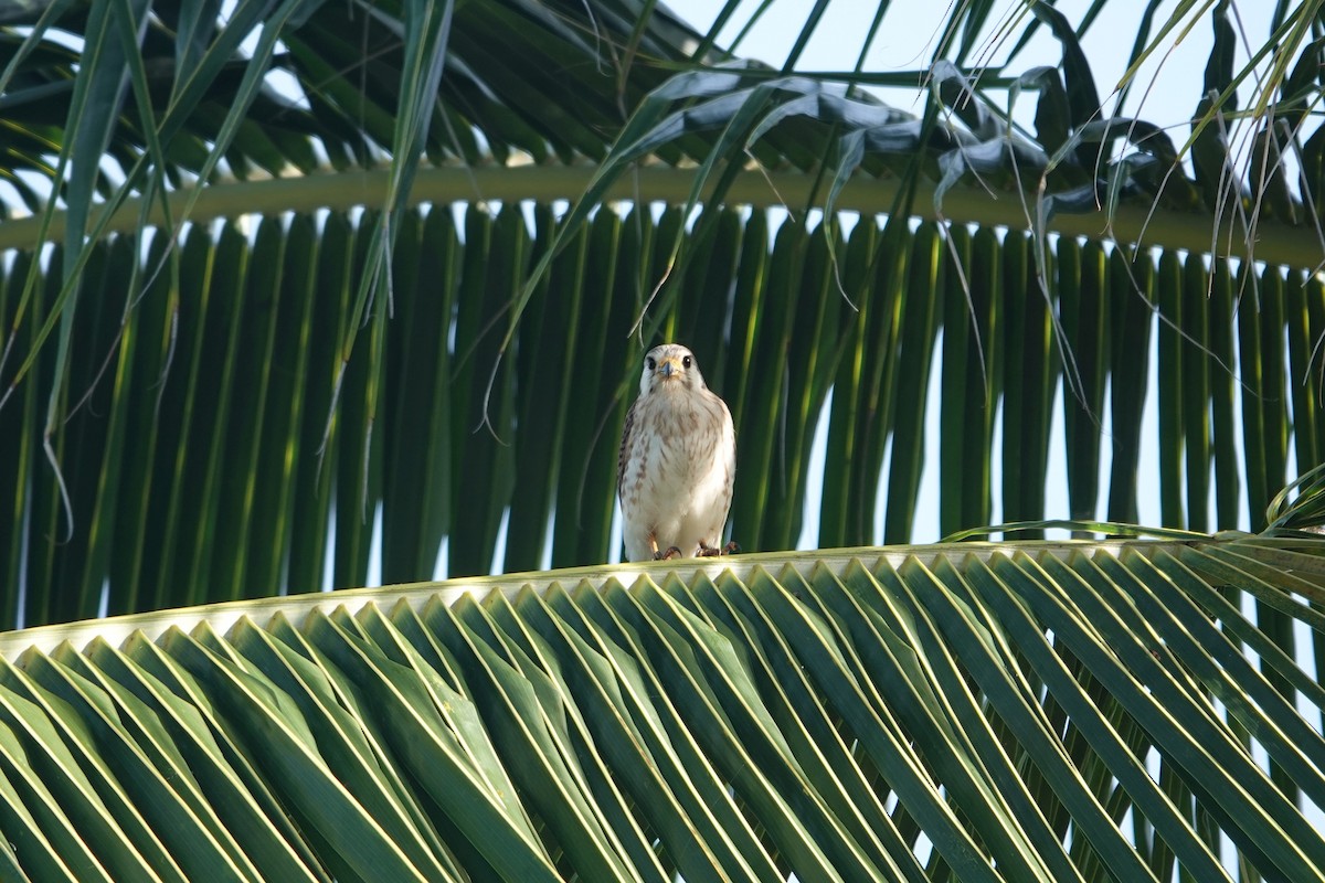 Crécerelle d'Amérique (dominicensis) - ML620491468