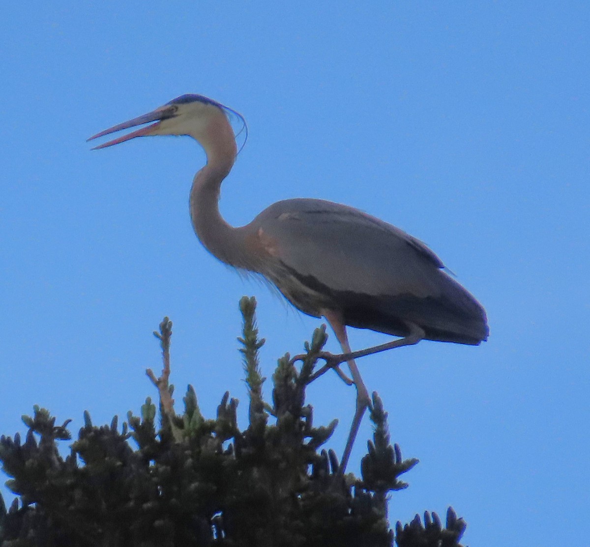 Great Blue Heron - Robin Gurule