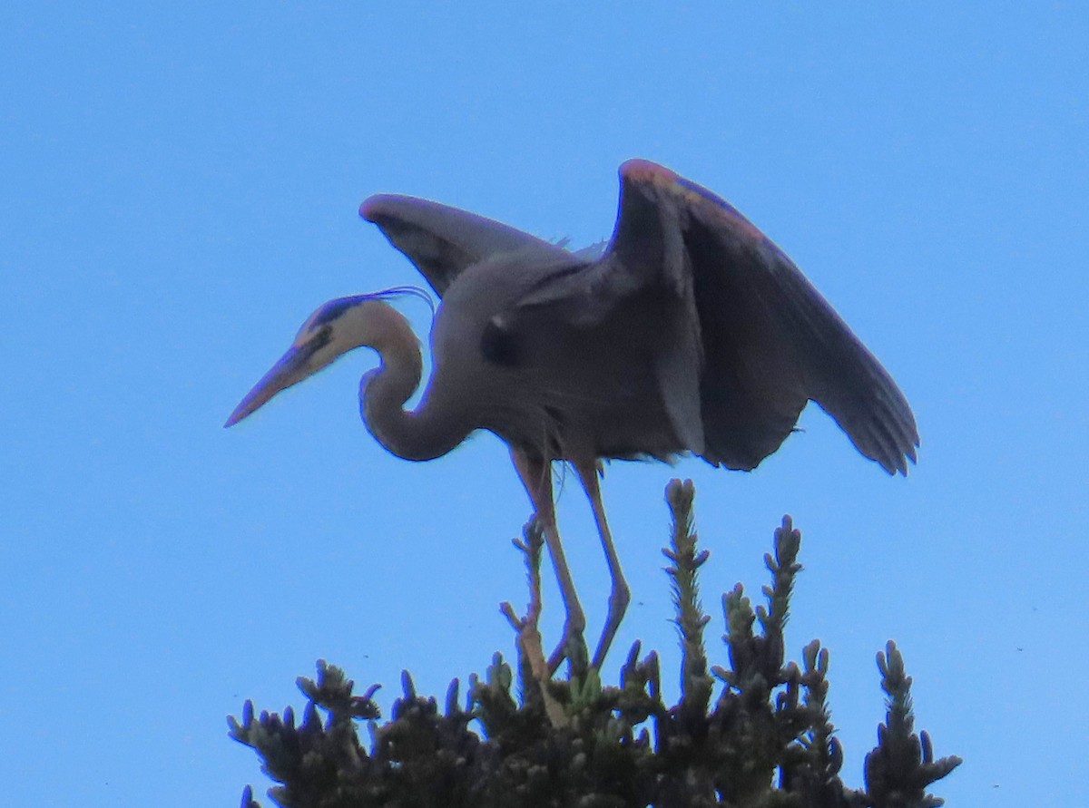 Great Blue Heron - ML620491474