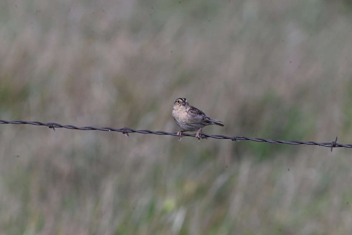 Grasshopper Sparrow - ML620491476