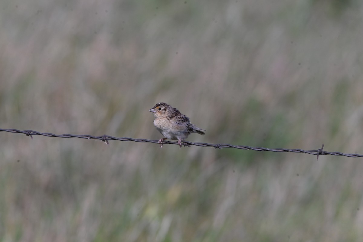 Grasshopper Sparrow - ML620491477