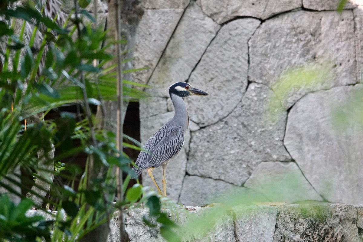 Yellow-crowned Night Heron - ML620491478