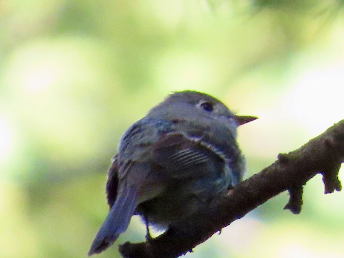 Hammond's Flycatcher - ML620491479