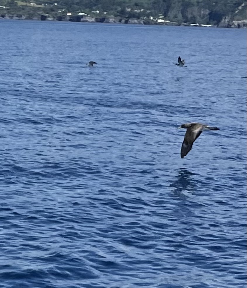 Cory's Shearwater - Erin Gibson