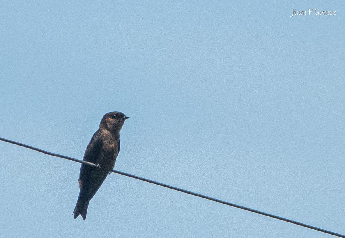 White-thighed Swallow - ML620491499