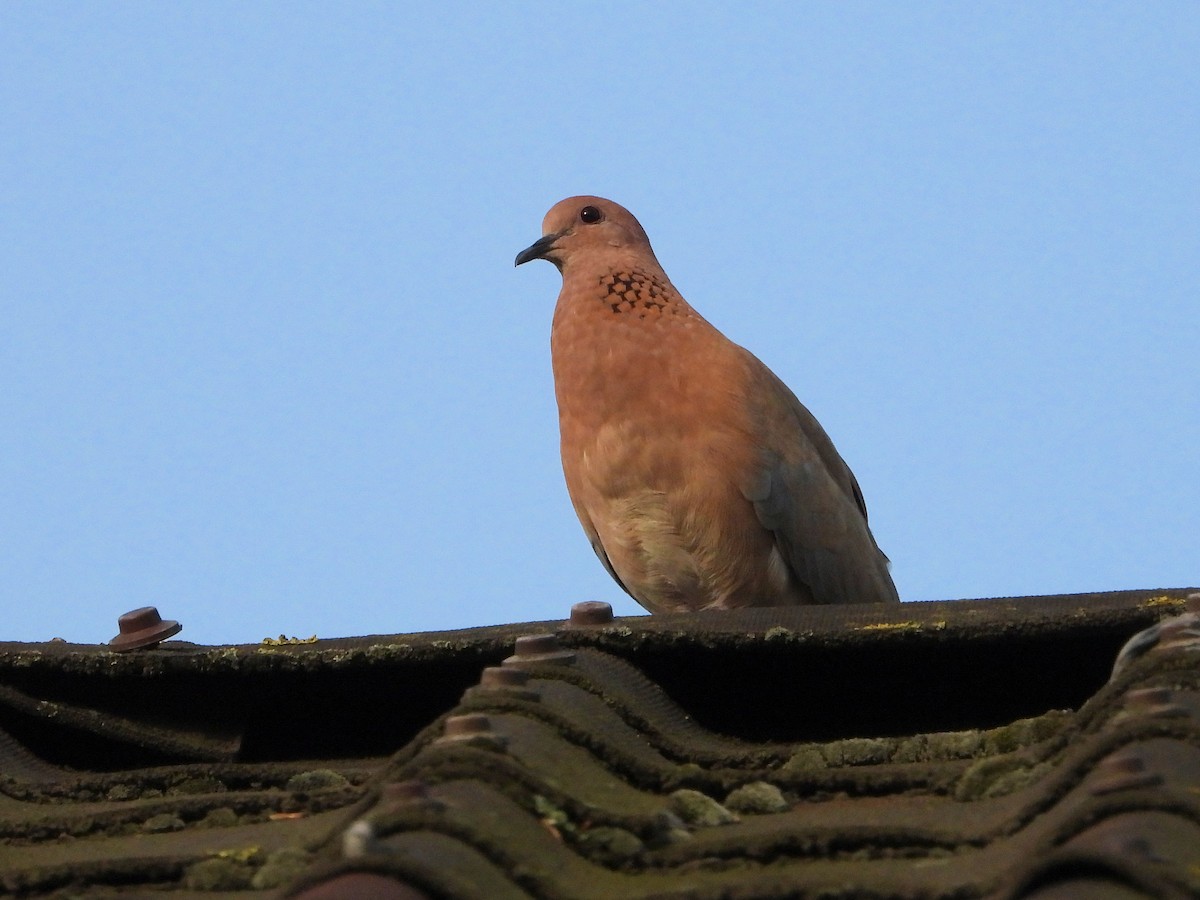 Laughing Dove - ML620491505