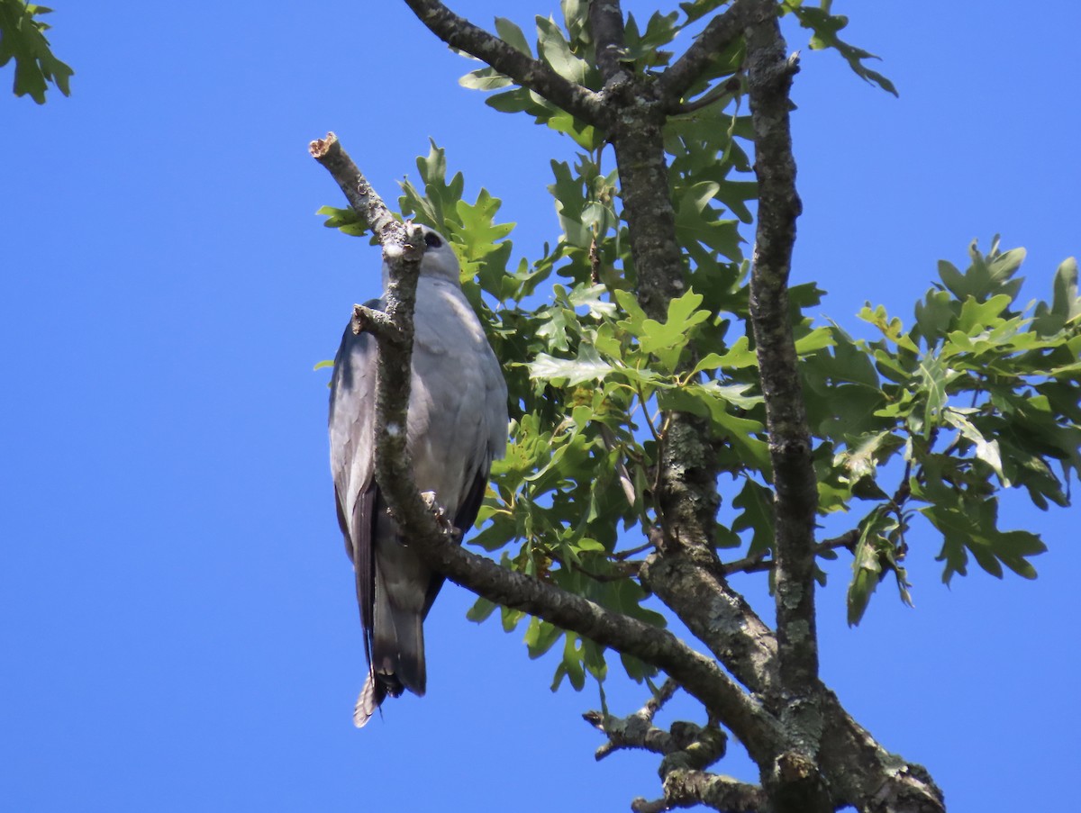 Mississippi Kite - ML620491510