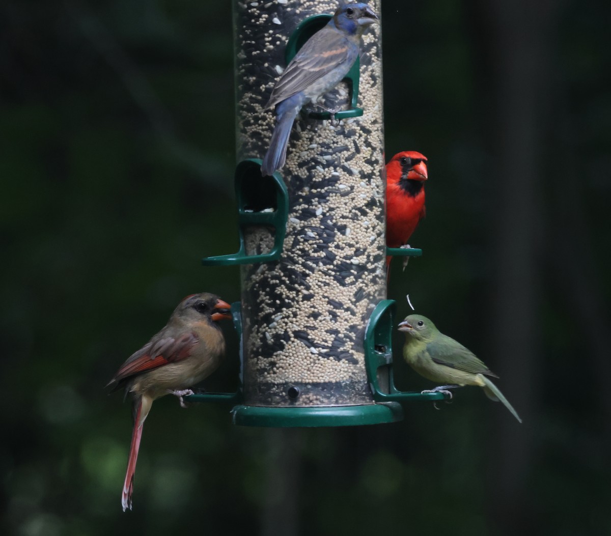 Painted Bunting - ML620491515