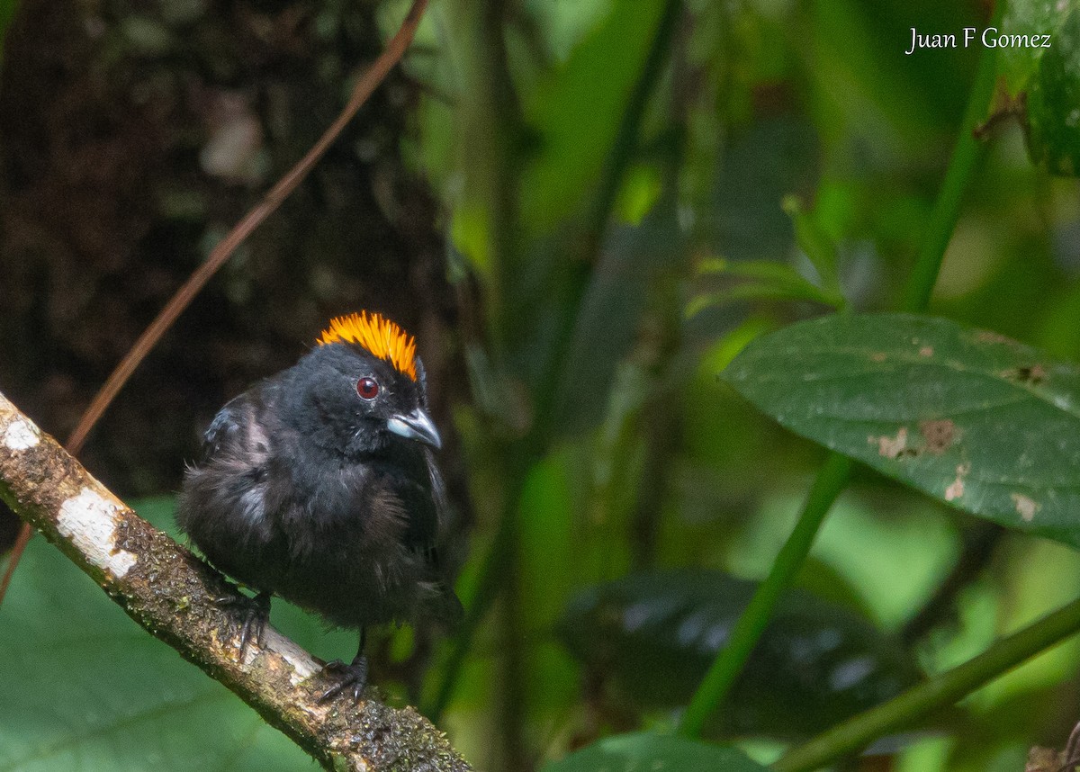 Tawny-crested Tanager - ML620491522