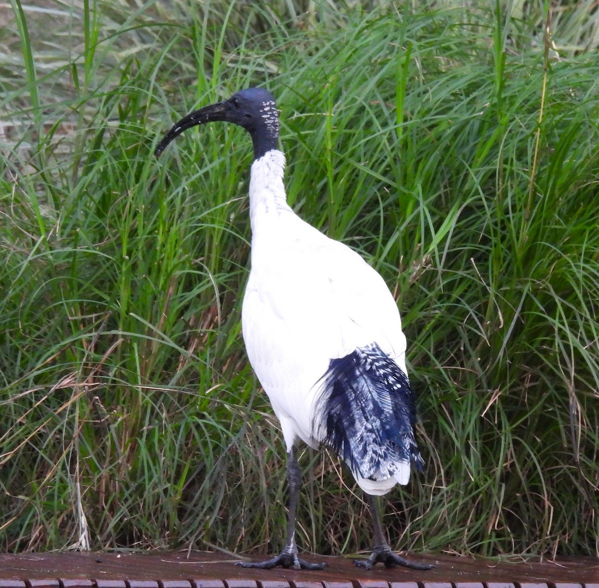 ibis australský - ML620491523