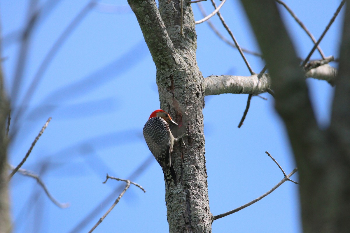 Red-bellied Woodpecker - ML620491524