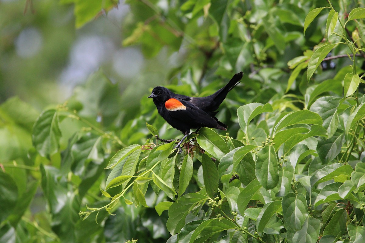 Red-winged Blackbird - ML620491526