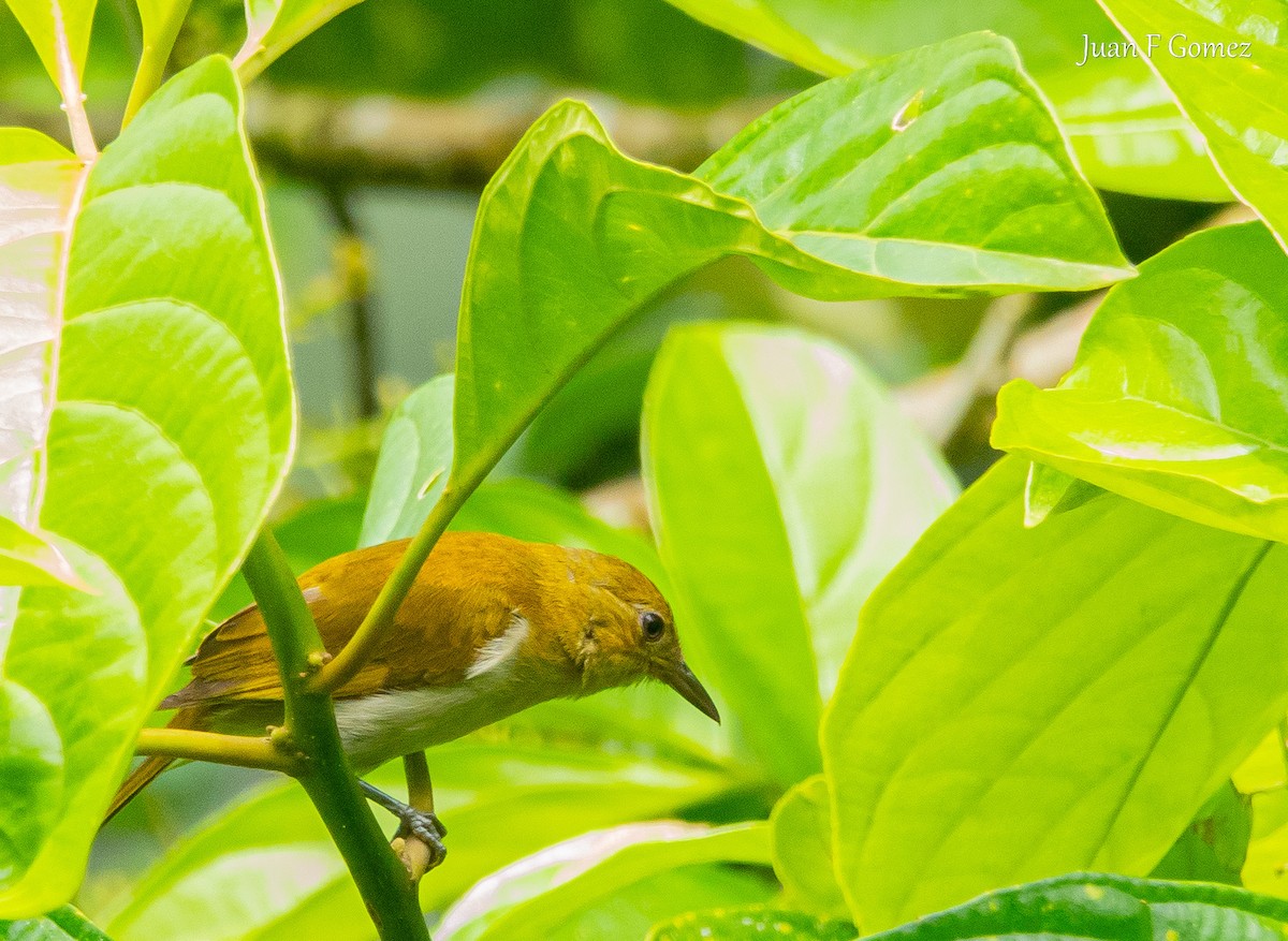 Scarlet-and-white Tanager - ML620491527