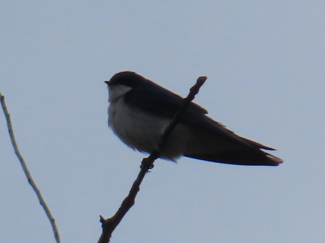 Tree Swallow - ML620491530