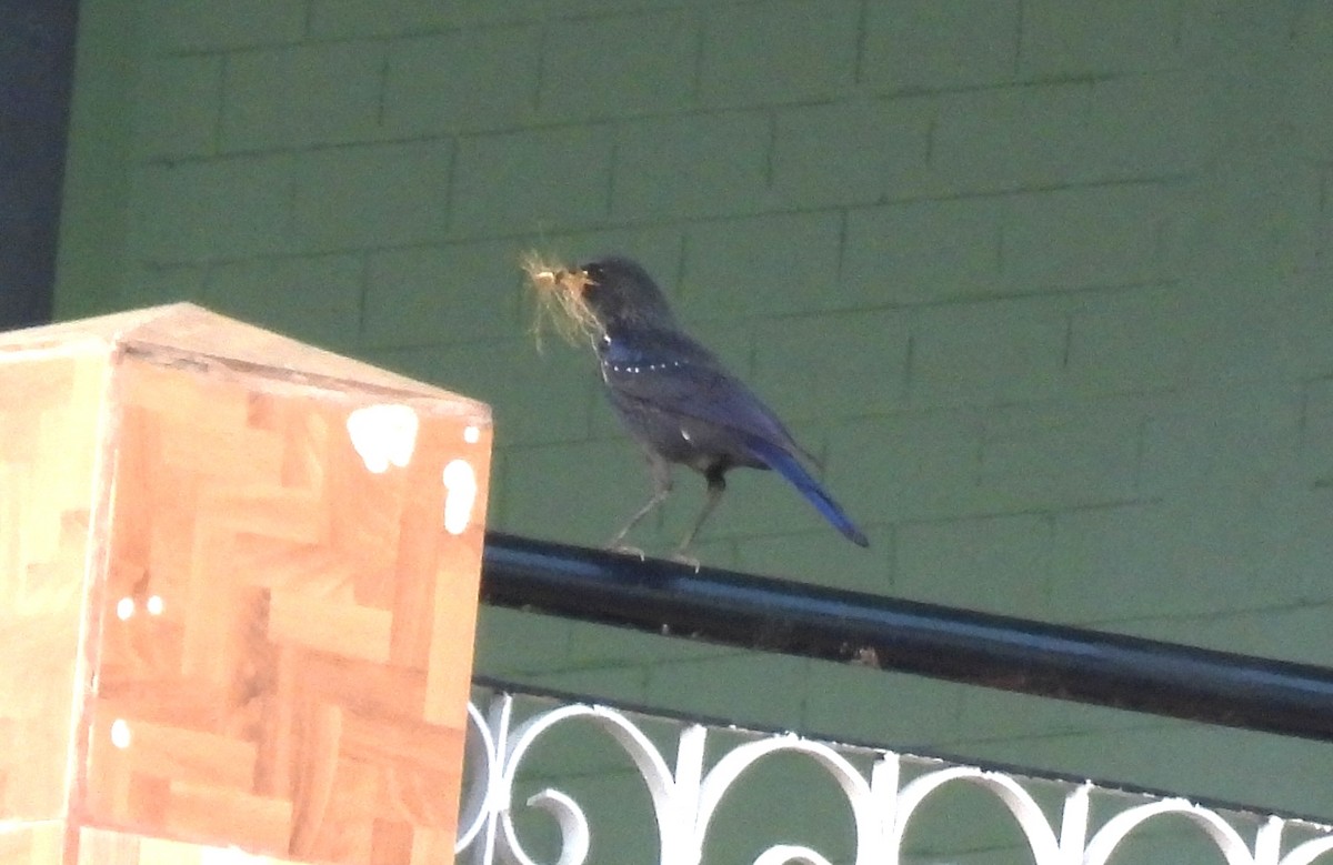 Blue Whistling-Thrush - ML620491544