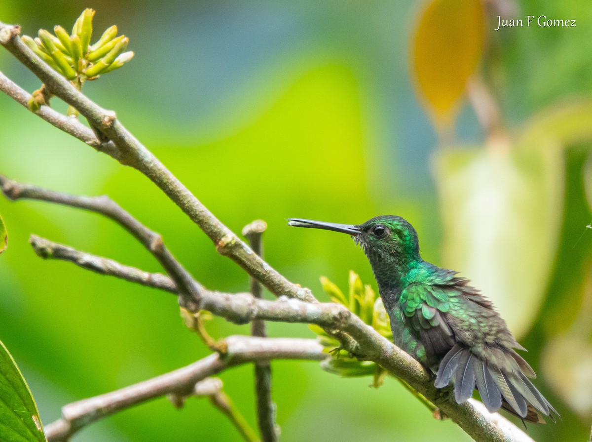 Purple-chested Hummingbird - ML620491547