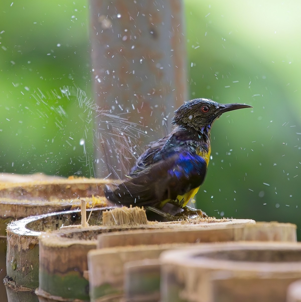 Brown-throated Sunbird - ML620491550