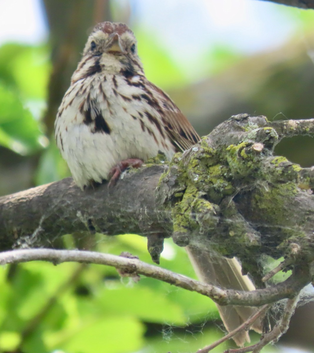 Song Sparrow - ML620491551