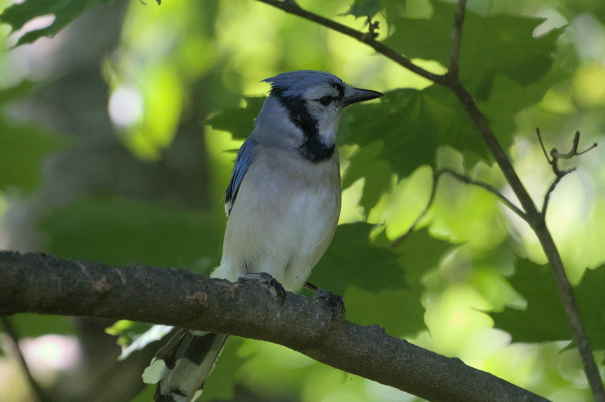 Blue Jay - ML620491553