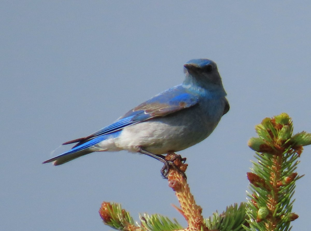 Mountain Bluebird - ML620491555