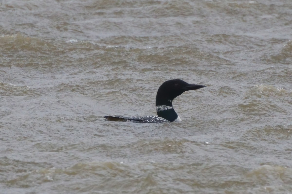 Common Loon - ML620491556