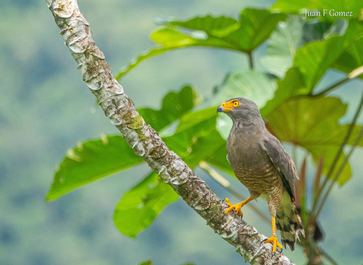 Roadside Hawk - ML620491557