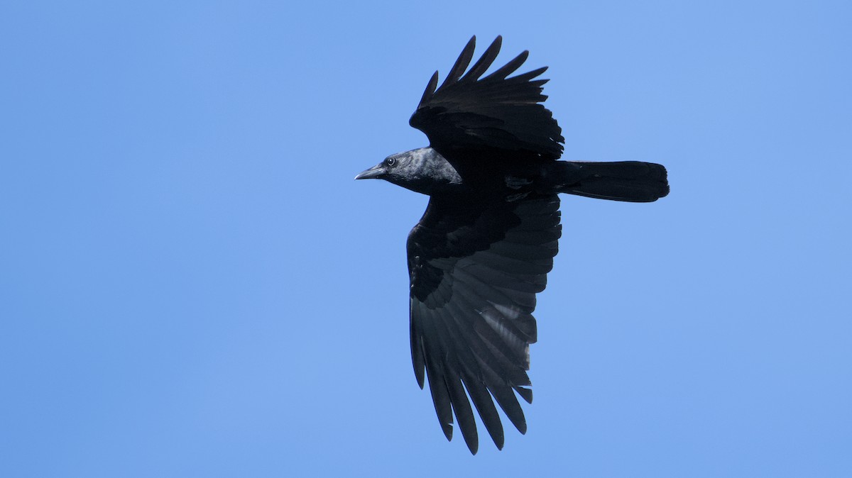 Fish Crow - ML620491560