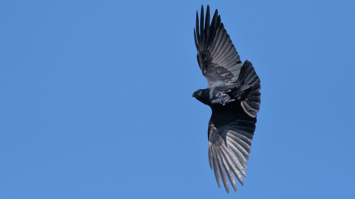 Fish Crow - ML620491561