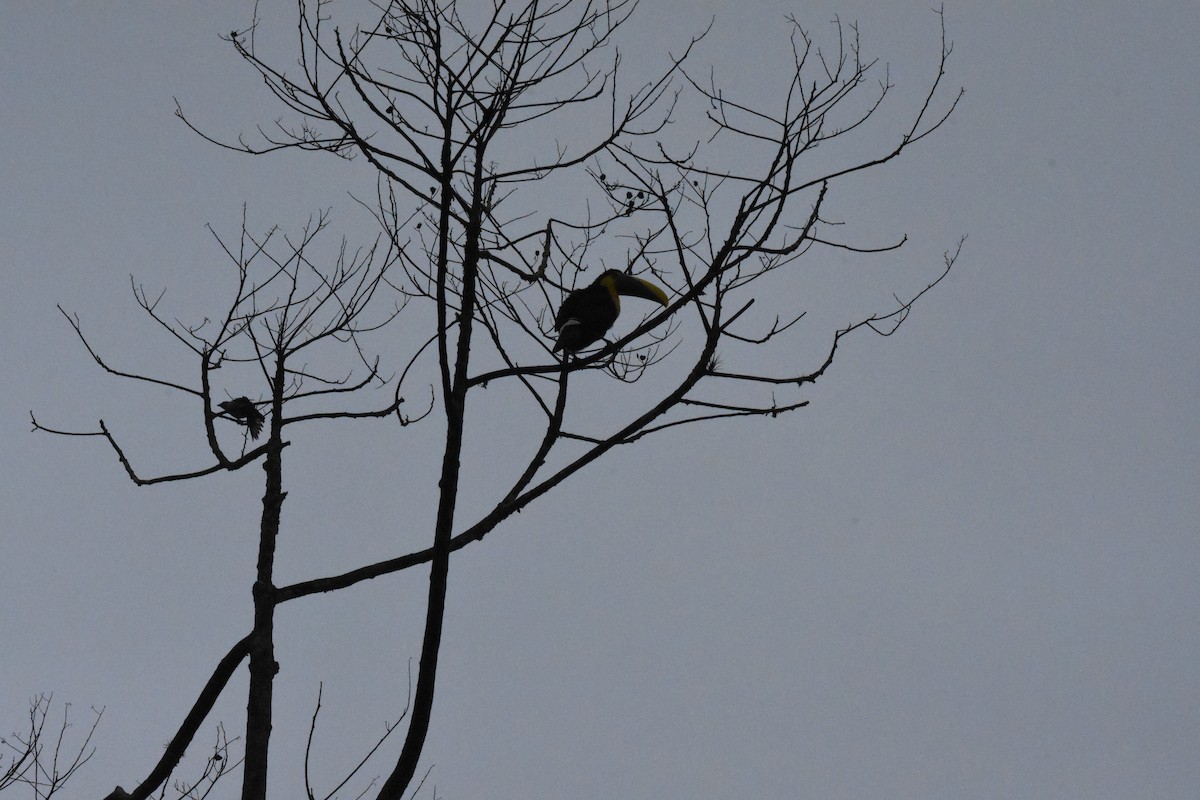 Yellow-throated Toucan (Chestnut-mandibled) - ML620491564